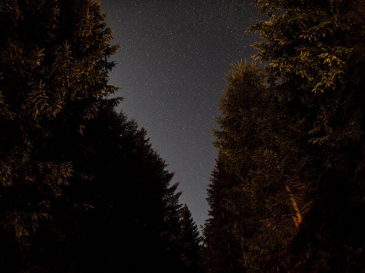 La nuit de la forêt