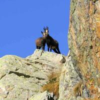 Deux chamois sur un rocher- Parc national du Mercantour © UT-Claude Gouron